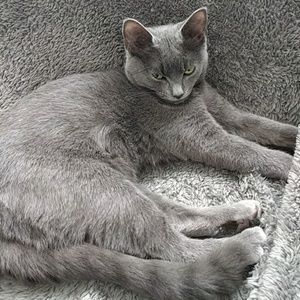 Kitten Closet Clearance!